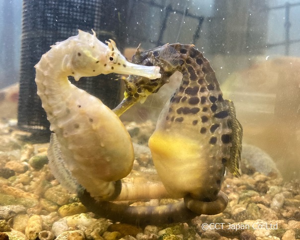 タツノオトシゴのペア